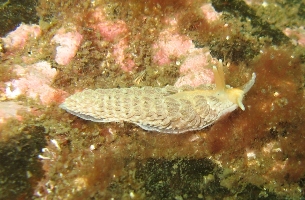 Abbs August '09 053a.jpg